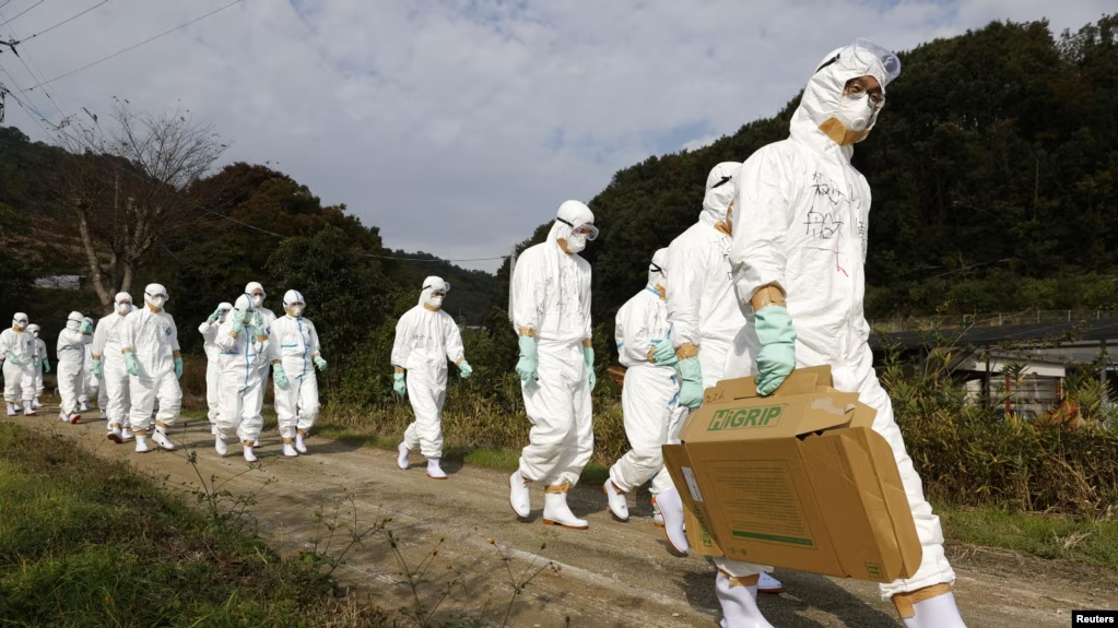 flu burung Jepang